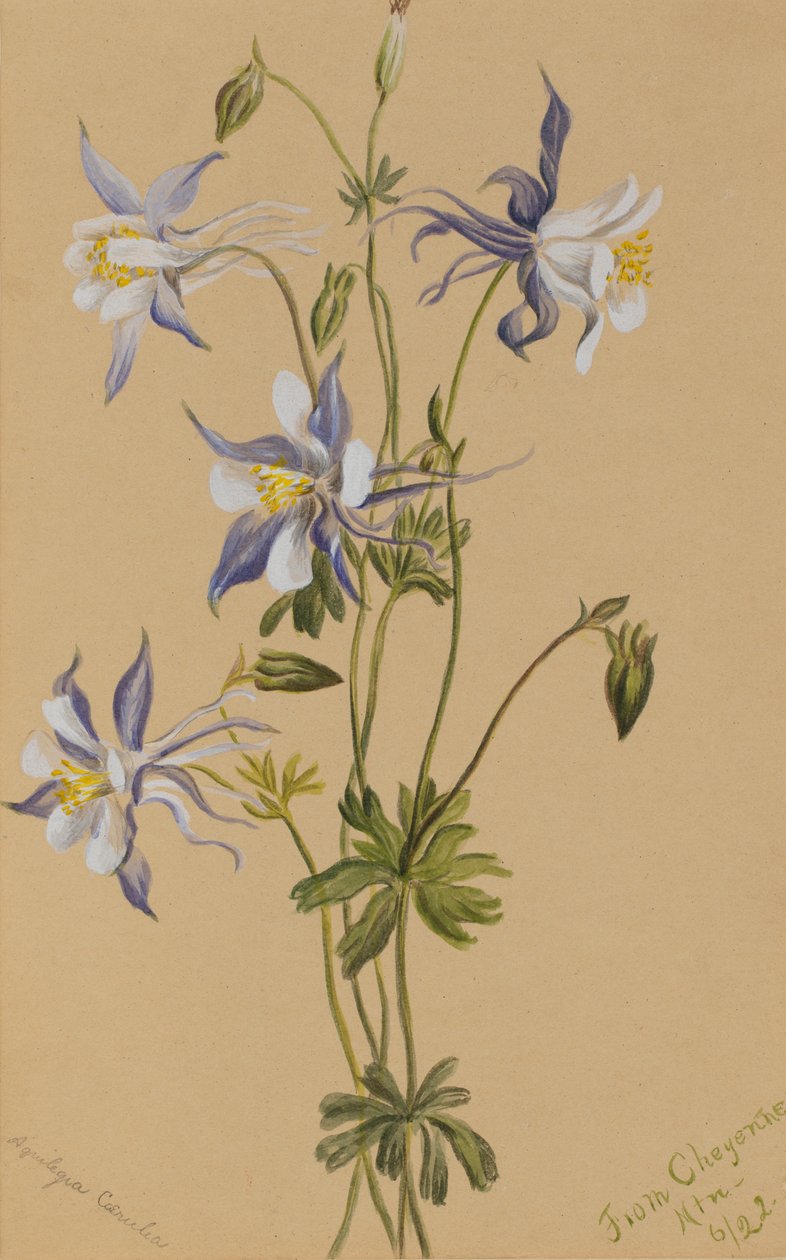 Blue Columbine Aquilegia caerulea, 1922. de Mary Vaux Walcott