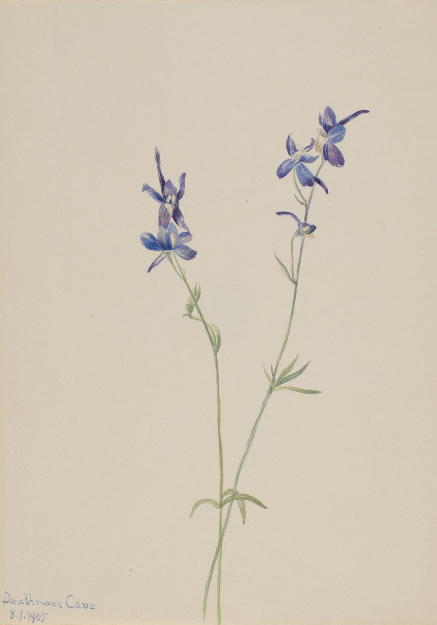 Larkspur azul (Delphinium nuttallianum) de Mary Vaux Walcott