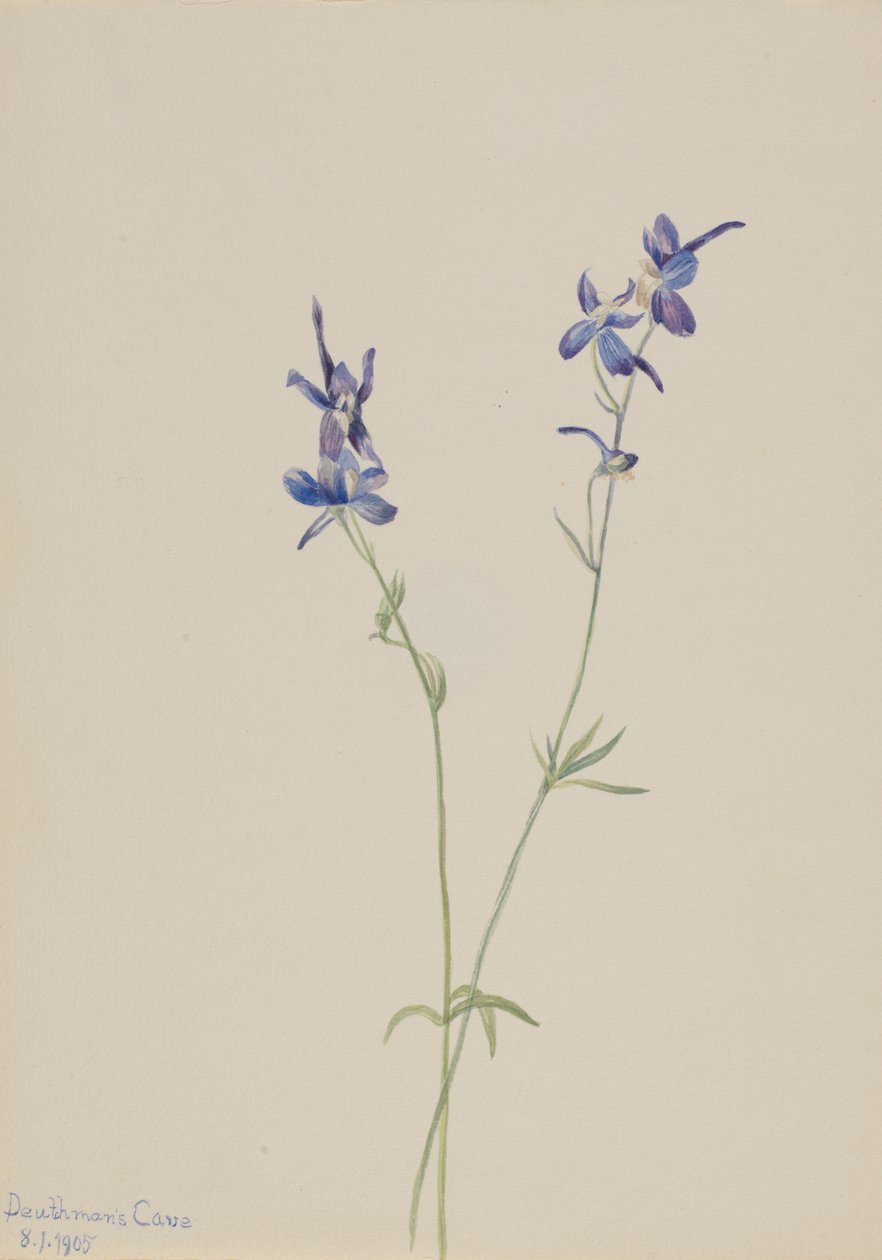 Delphinium nuttallianum Larkspur Delphinium azul, 1905. de Mary Vaux Walcott