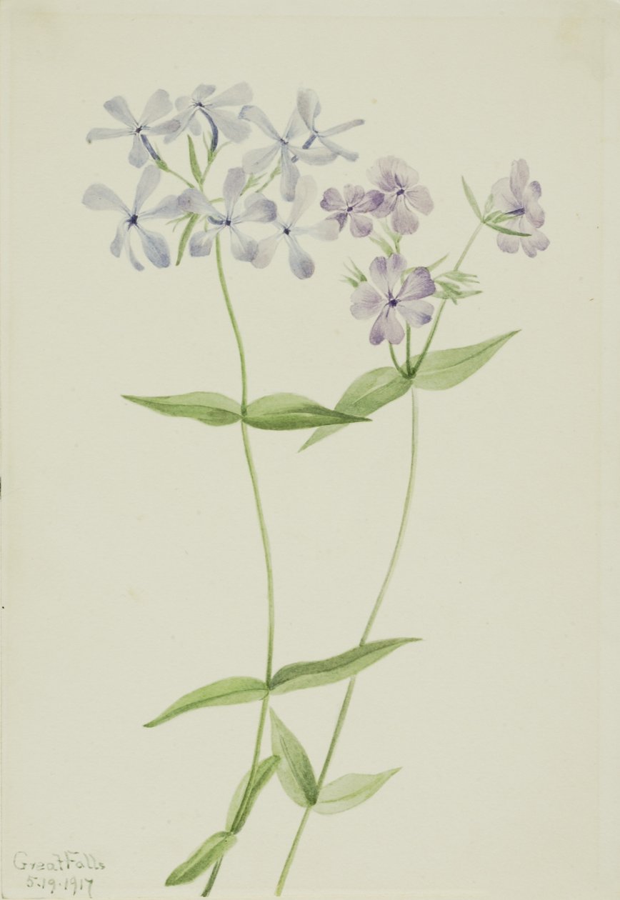 Flox azul (Phlox divaricata) de Mary Vaux Walcott