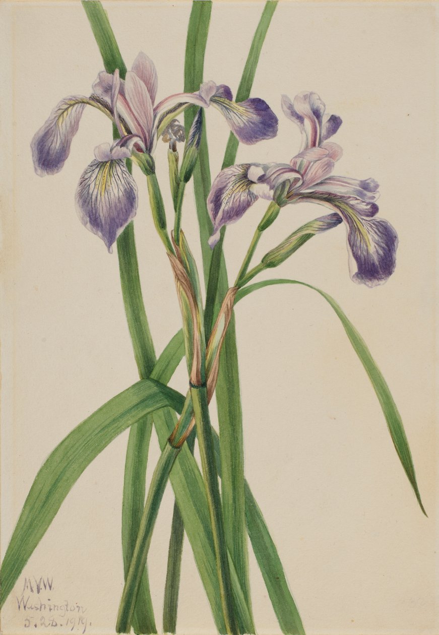 Blueflag Iris Iris versicolor, 1919. de Mary Vaux Walcott