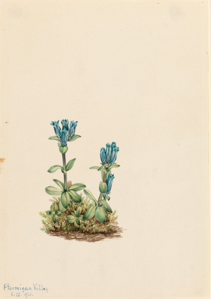 Genciana verde-azul (Gentiana glauca) de Mary Vaux Walcott