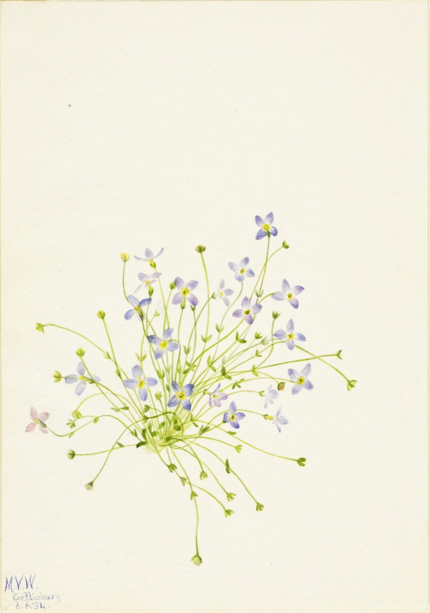 Azevinho (Houstonia serpyllifolia) de Mary Vaux Walcott