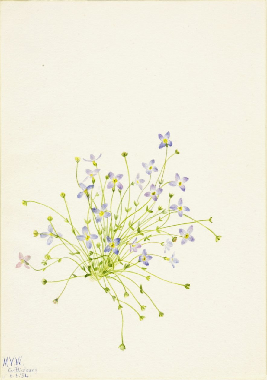 Bluets Houstonia serpyllifolia, 1934. de Mary Vaux Walcott
