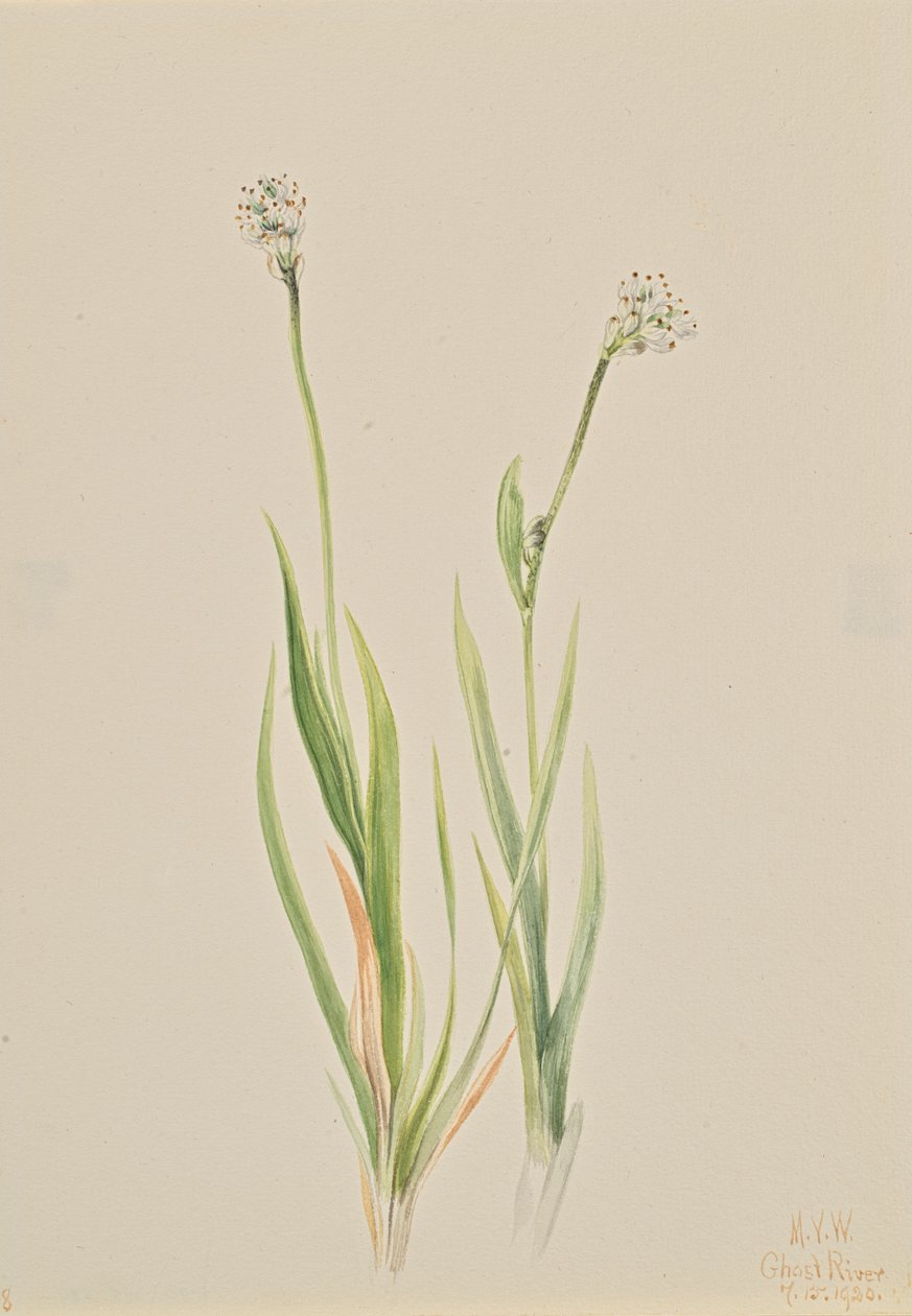 Bog-Asphodel Tofieldia intermedia, 1920. de Mary Vaux Walcott