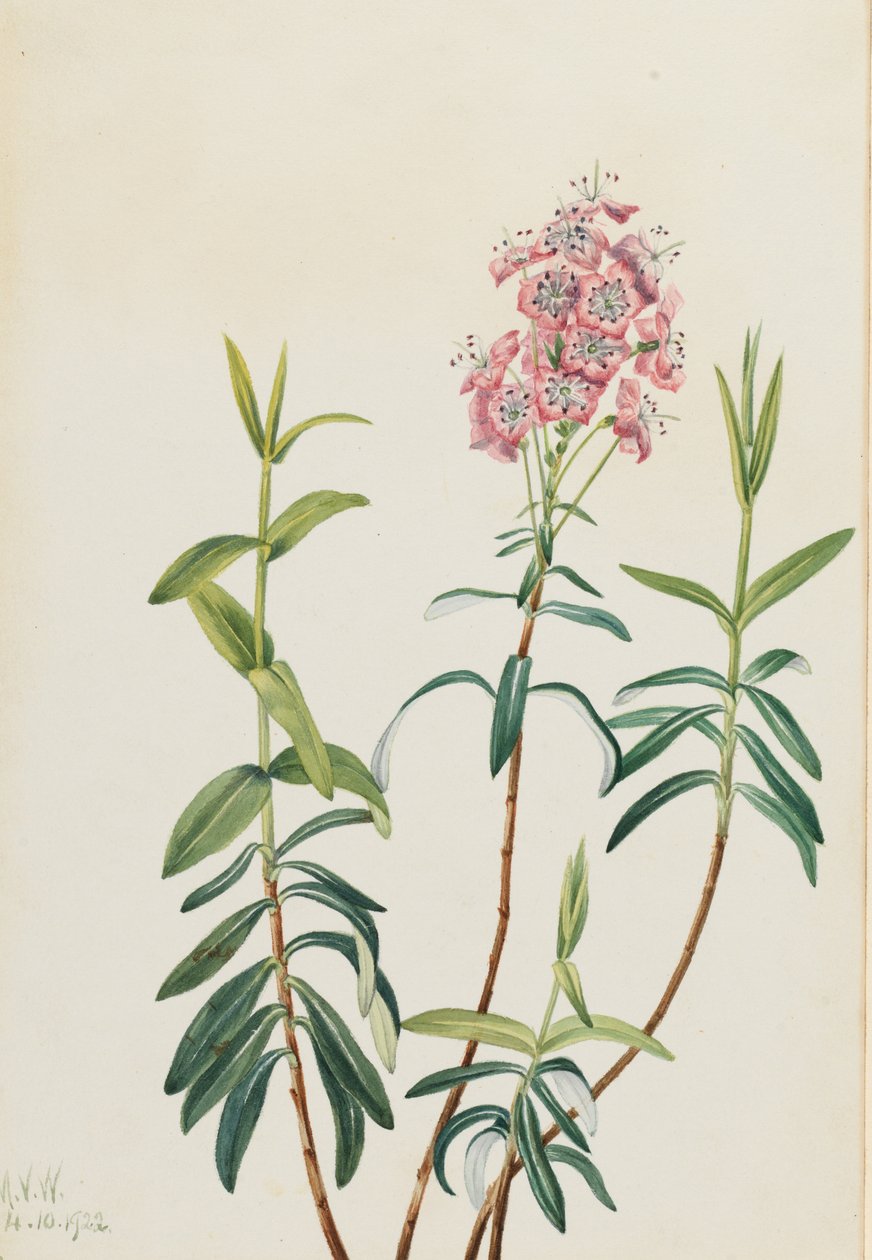 Kalmia do pântano (Kalmia polifolia) de Mary Vaux Walcott