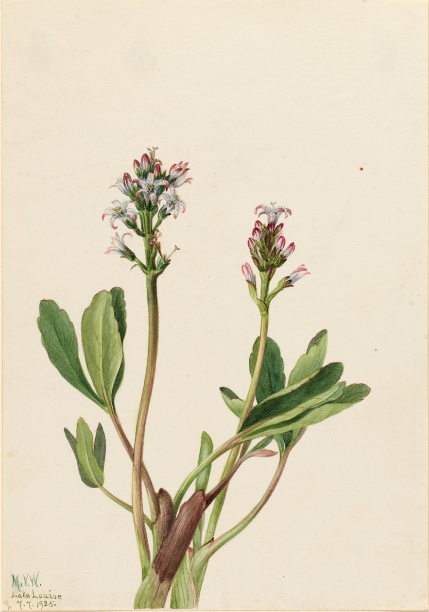 Bogbean Menyanthes trifoliata, 1925. de Mary Vaux Walcott