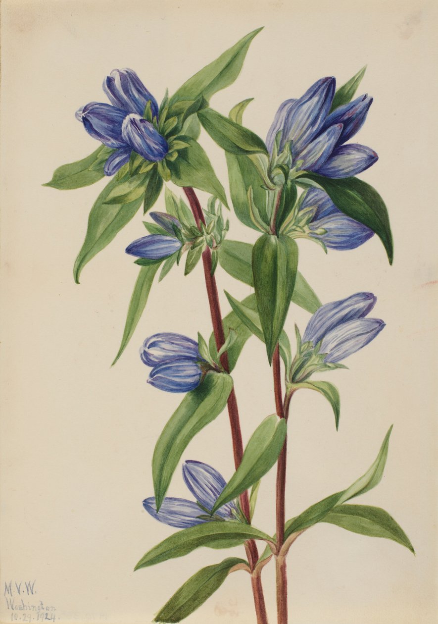 Genciana de garrafa (Gentiana saponaria) de Mary Vaux Walcott