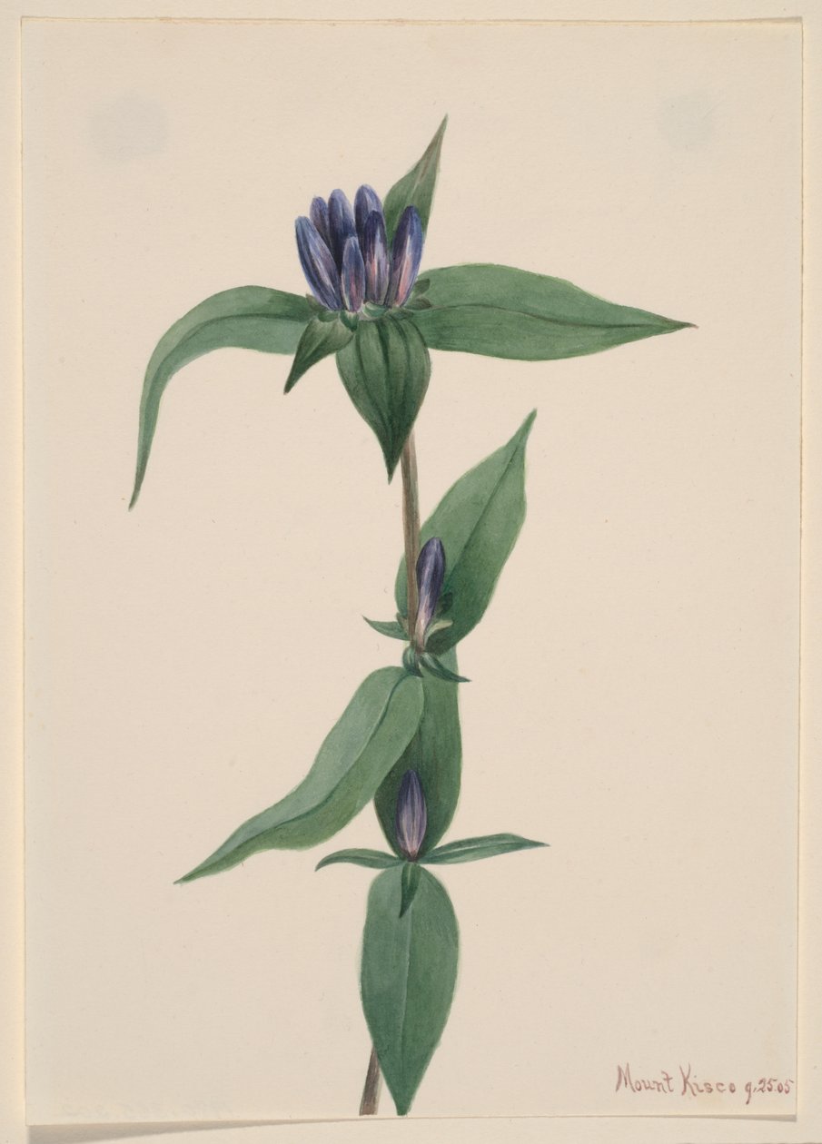 Garrafa Gentian Gentiana saponaria, 1905. de Mary Vaux Walcott