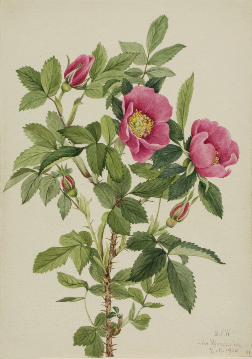 Bourgeau Rose Rosa bourgeauiana, 1920. de Mary Vaux Walcott