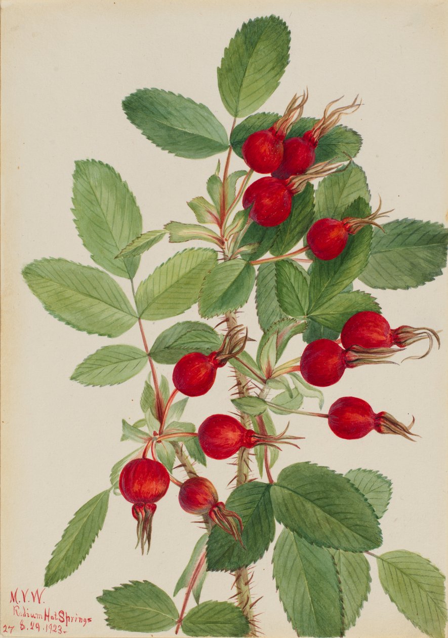 Bourgeau Rose Rosa bourgeauiana, 1923. de Mary Vaux Walcott