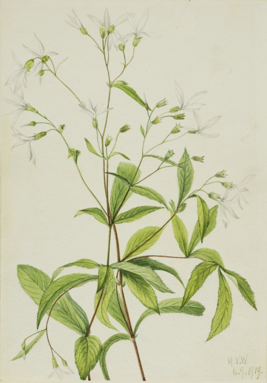 Raiz-de-bruxa (Porteranthus trifoliatus) de Mary Vaux Walcott