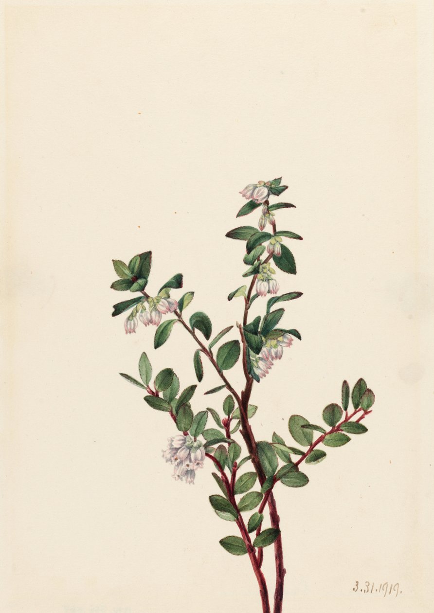 Bagaço de bagaço (Gaylussacia brachycera) de Mary Vaux Walcott