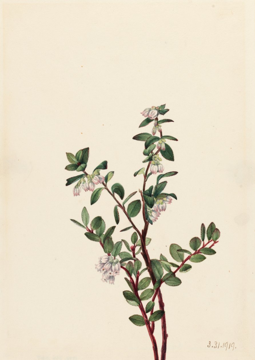 Caixa Huckleberry Gaylussacia brachycera, 1919. de Mary Vaux Walcott