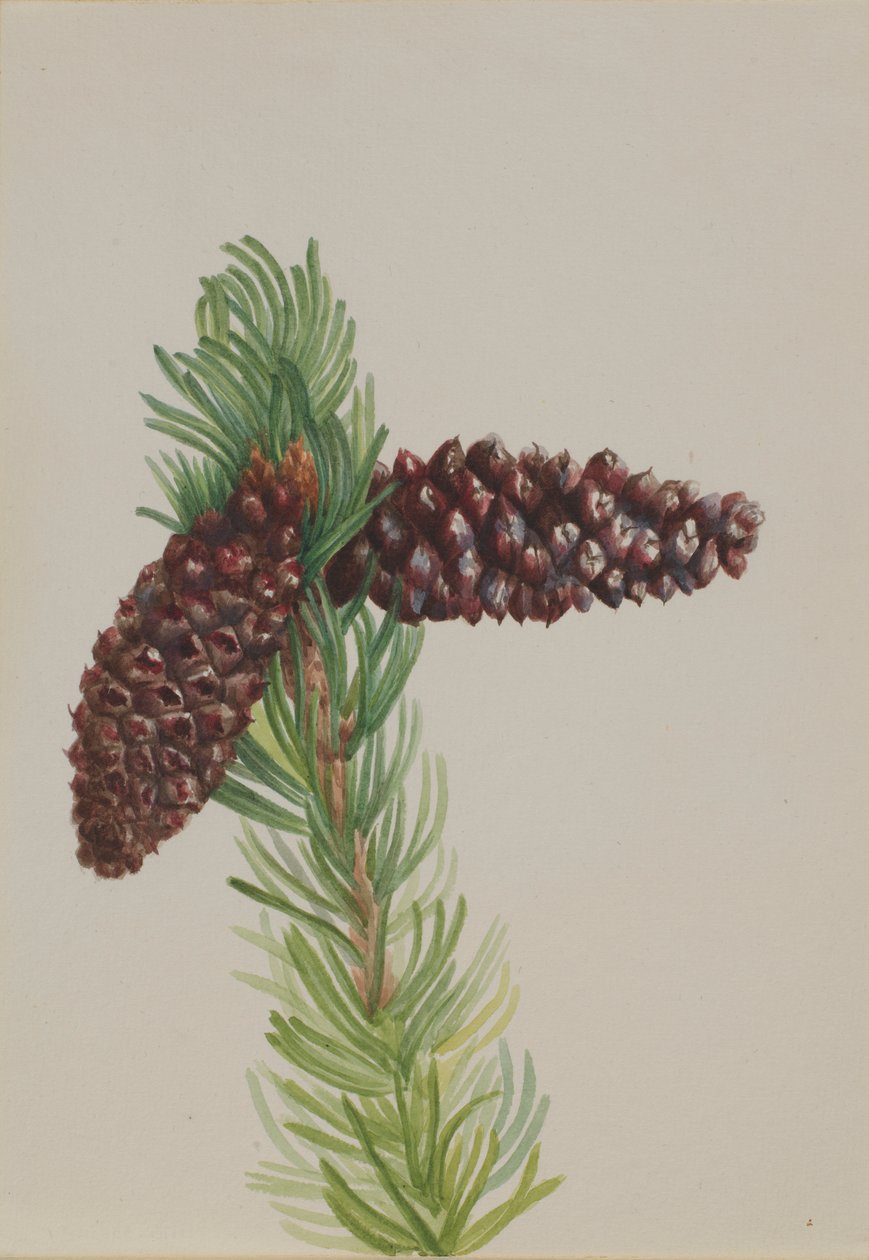 Pinheiro-bravo (Pinus aristata) de Mary Vaux Walcott