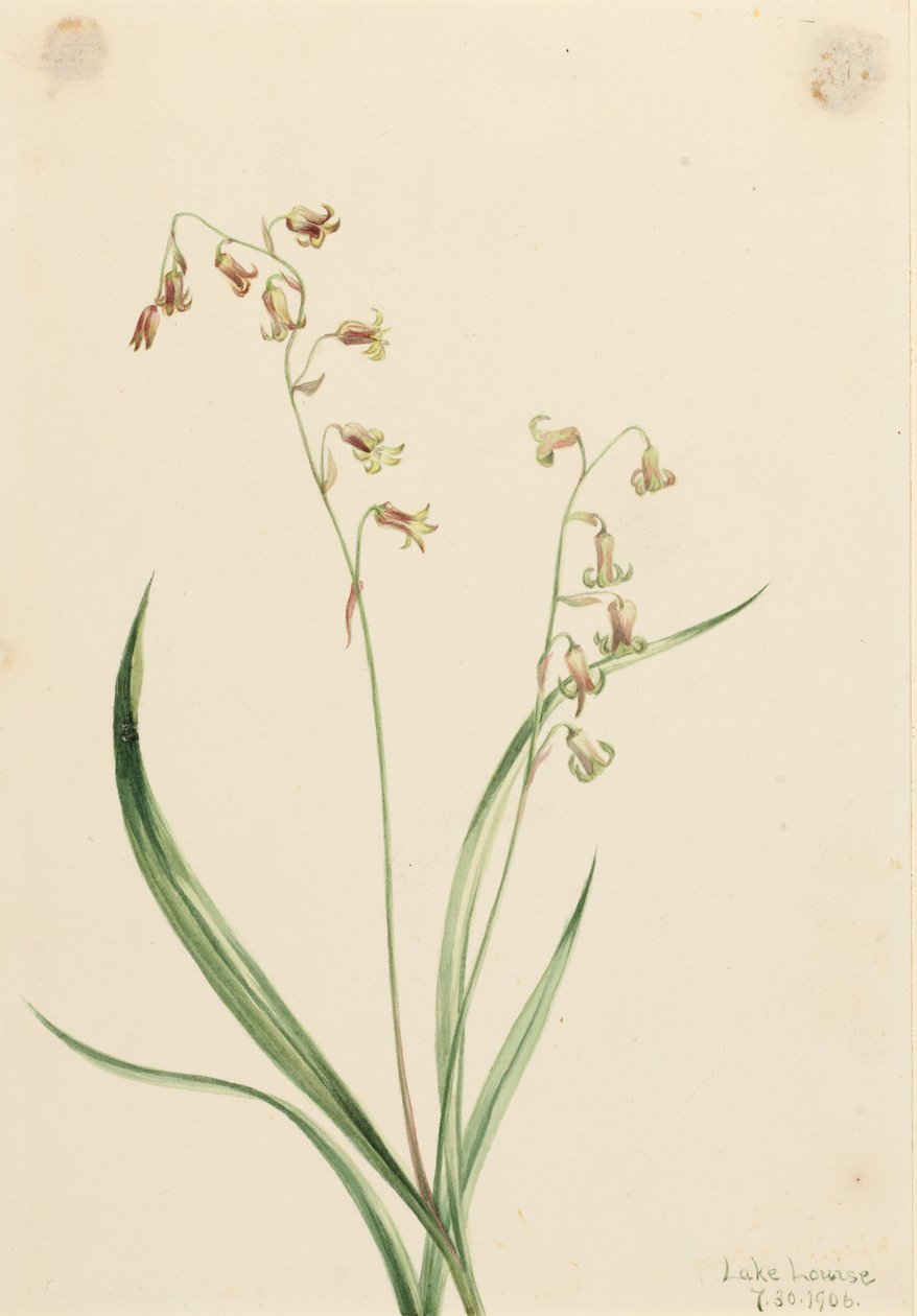 Campainhas (Stenanthium occidentale) de Mary Vaux Walcott