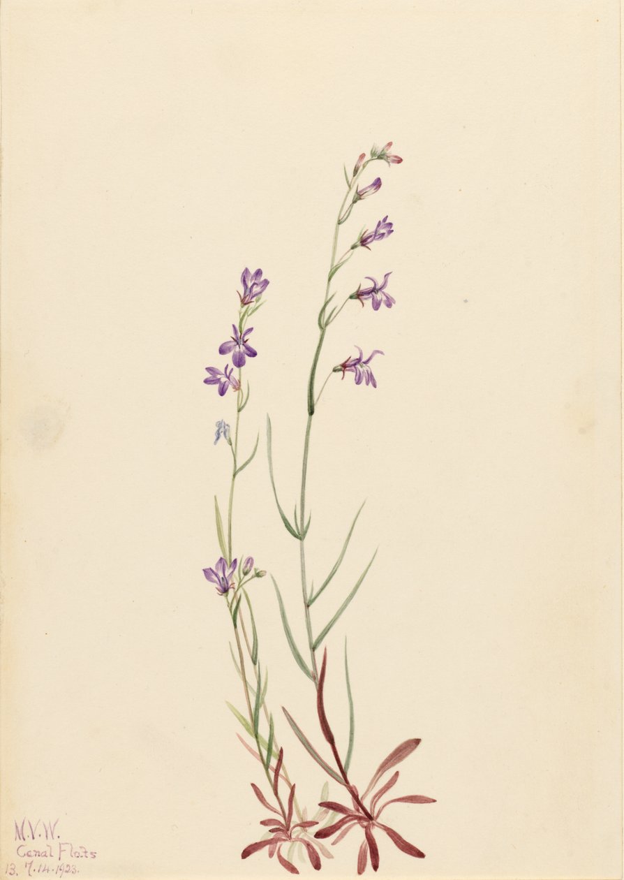 Lobélia do ribeiro (Lobelia kalmii) de Mary Vaux Walcott