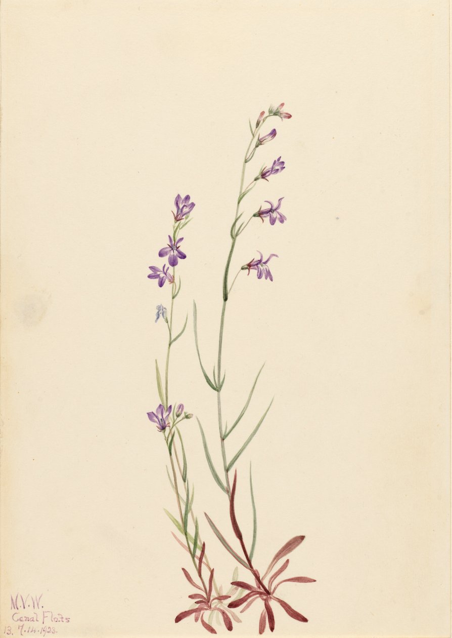 Brook Lobelia Lobelia kalmii, 1923. de Mary Vaux Walcott