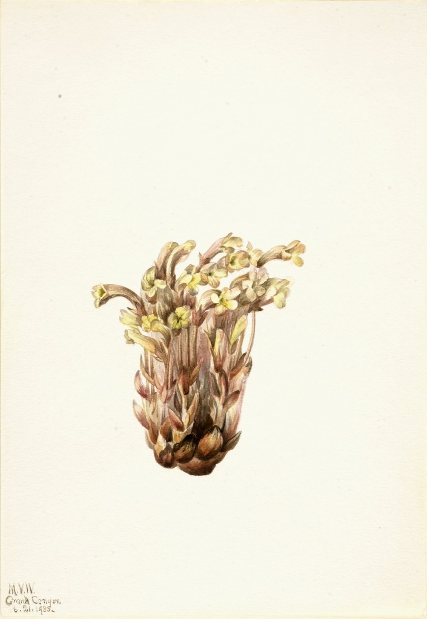 Vassoura-de-bruxa (Orobanche fasciculata) de Mary Vaux Walcott