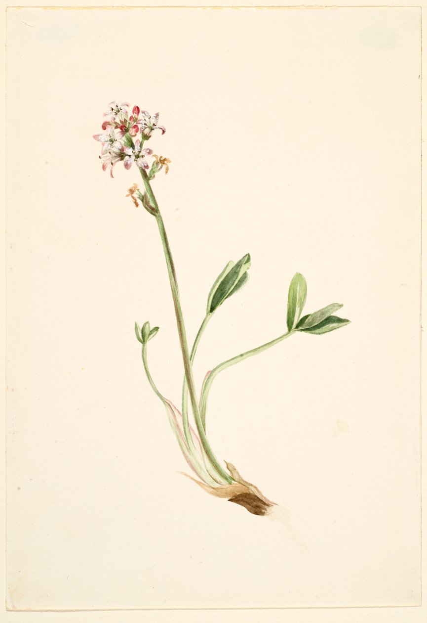 Fava-de-burro (Menyanthes trifoliata) de Mary Vaux Walcott