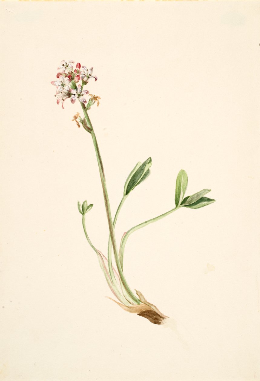 Buckbean Menyanthes trifoliata, ca. 1900-1920. de Mary Vaux Walcott