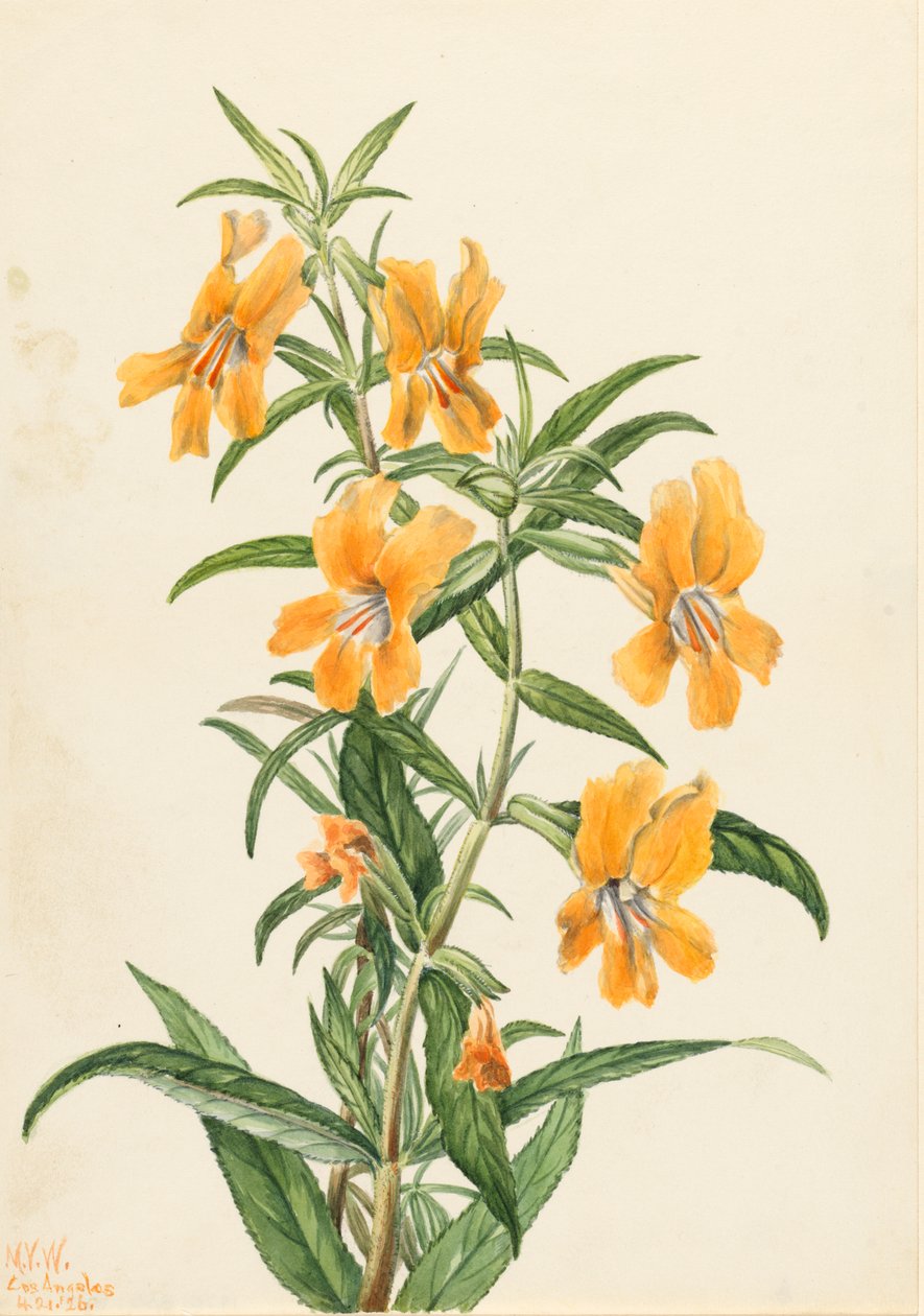 Buff Monkeyflower Diplacus longiflorus, 1926. de Mary Vaux Walcott