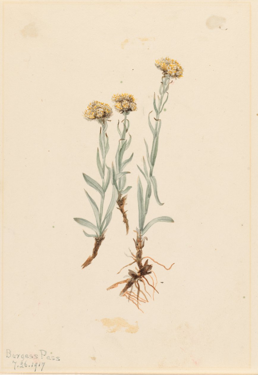 Bico-de-papagaio (Antennaria luzuloides) de Mary Vaux Walcott