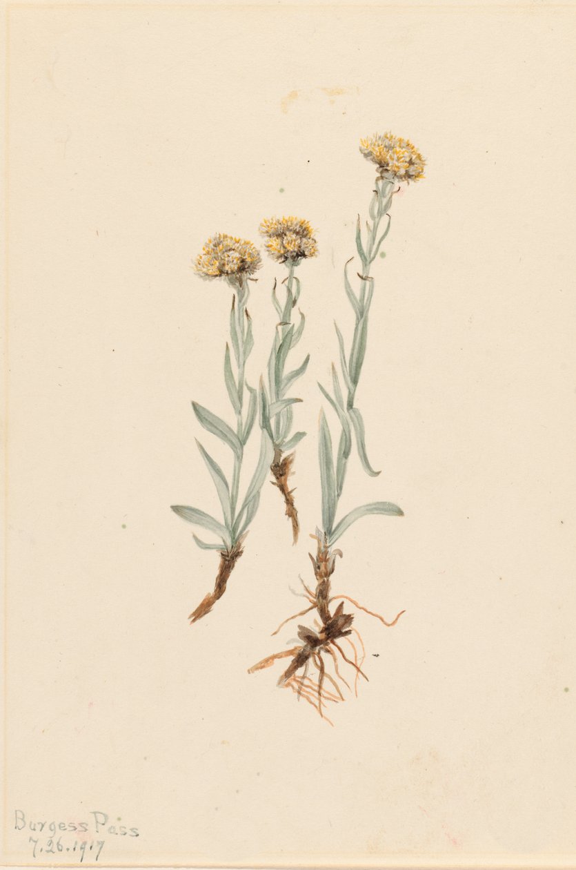 Buff Pussytoes Antennaria luzuloides, 1917. de Mary Vaux Walcott