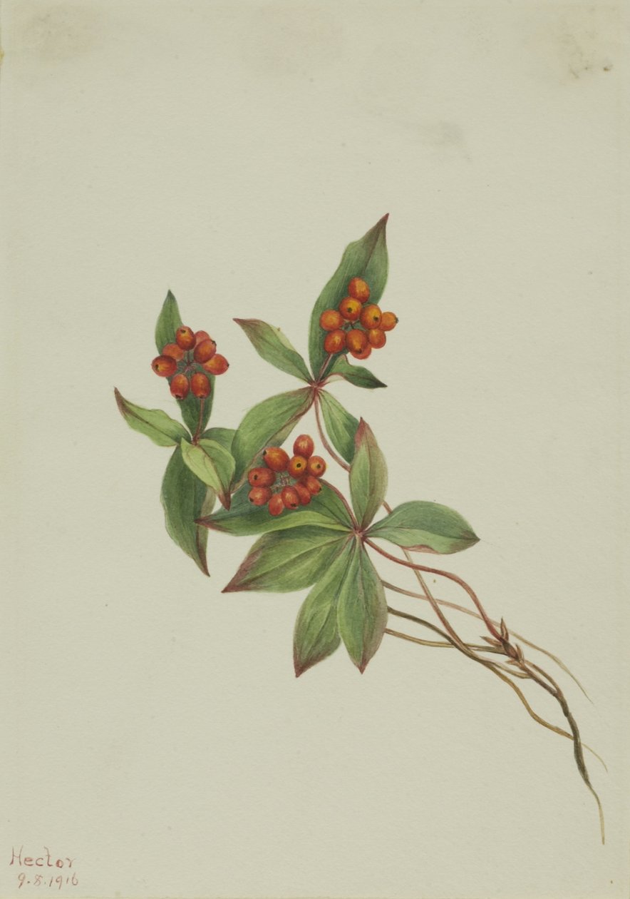 Bunchberry (Cornus canadensis) de Mary Vaux Walcott