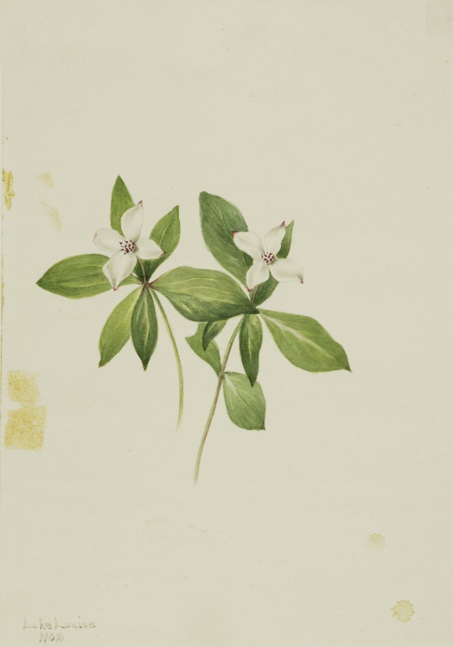 Bunchberry Cornus canadensis, 1902. de Mary Vaux Walcott