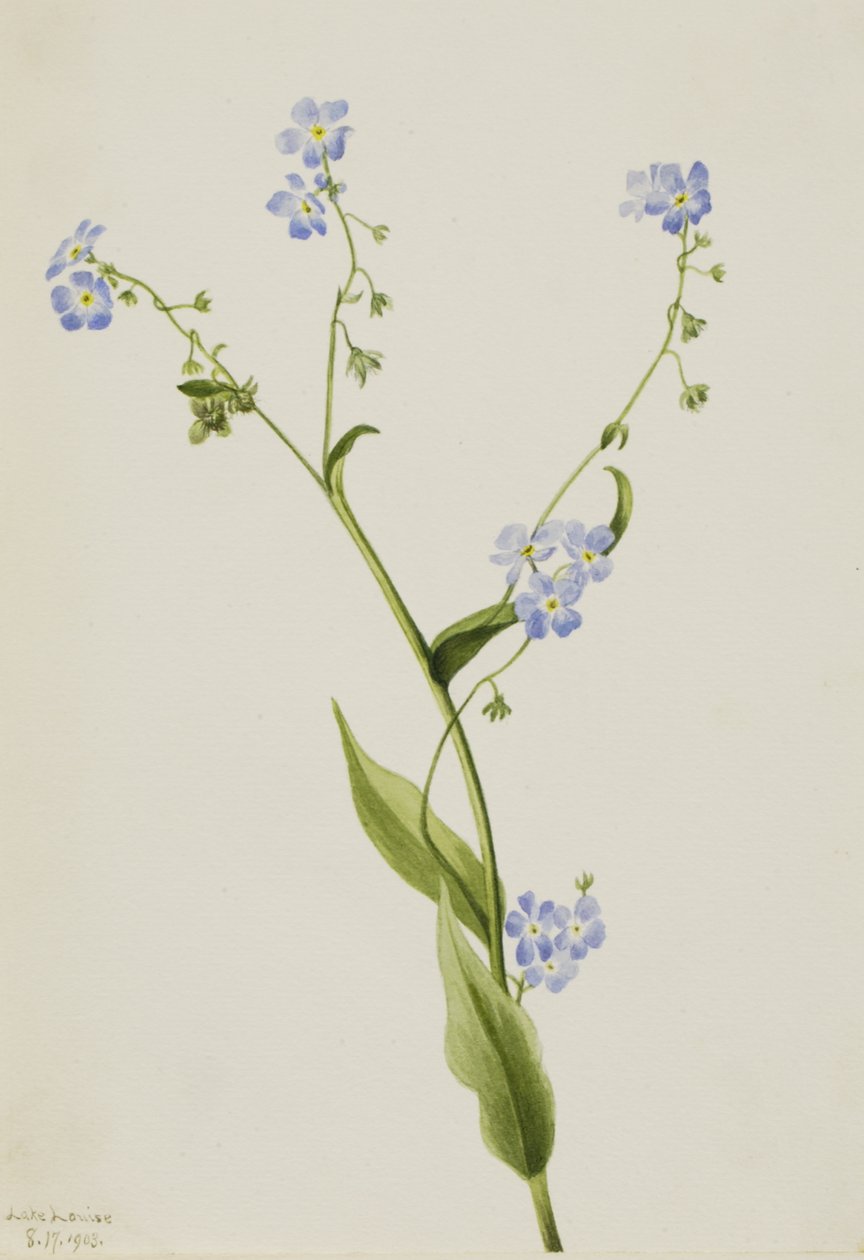 Bur-forget-me-not Lappula difusa, 1903 de Mary Vaux Walcott