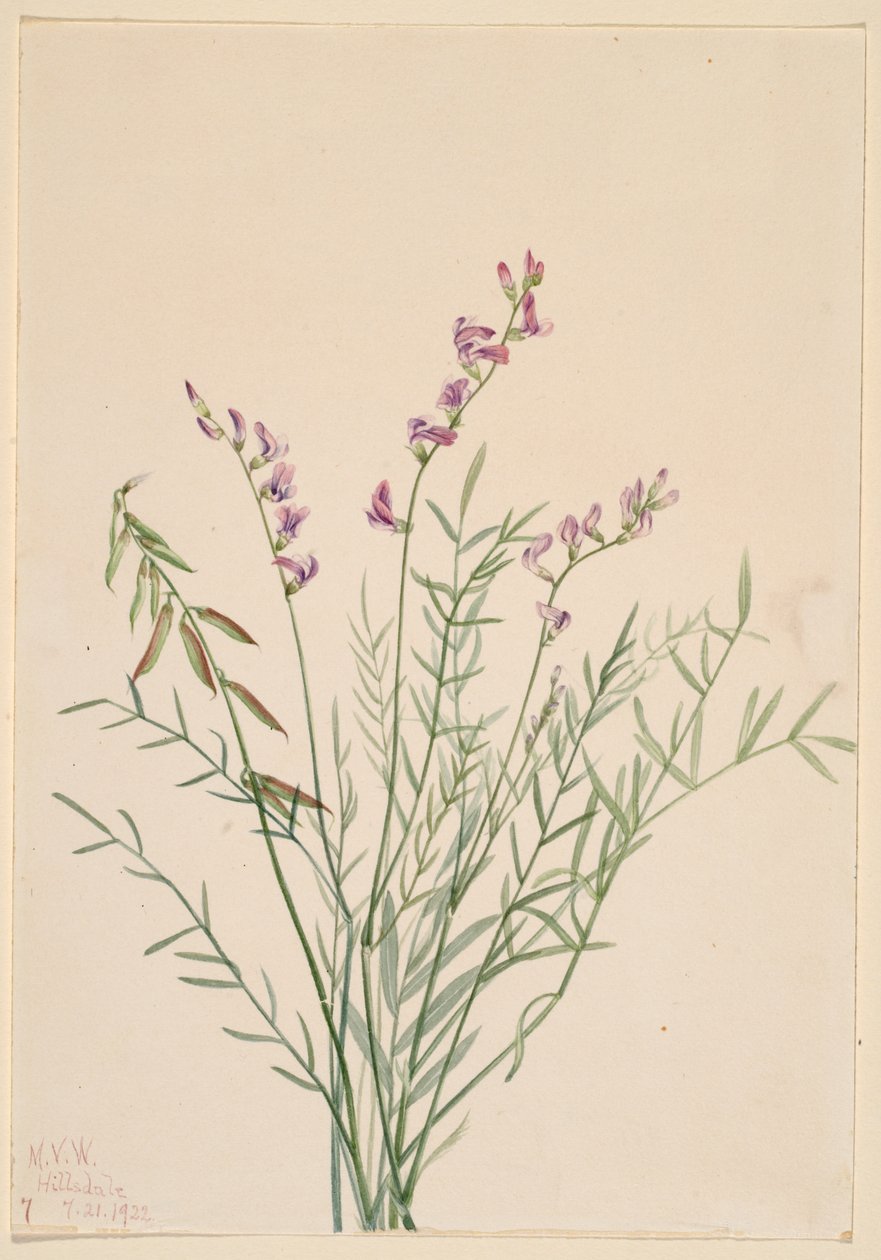Ervilhaca de Burgess (Astragalus bourgovii) de Mary Vaux Walcott