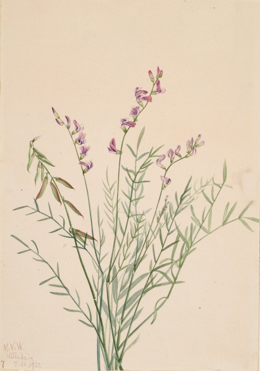Burgess Milkvetch Astragalus bourgovii, 1922. de Mary Vaux Walcott