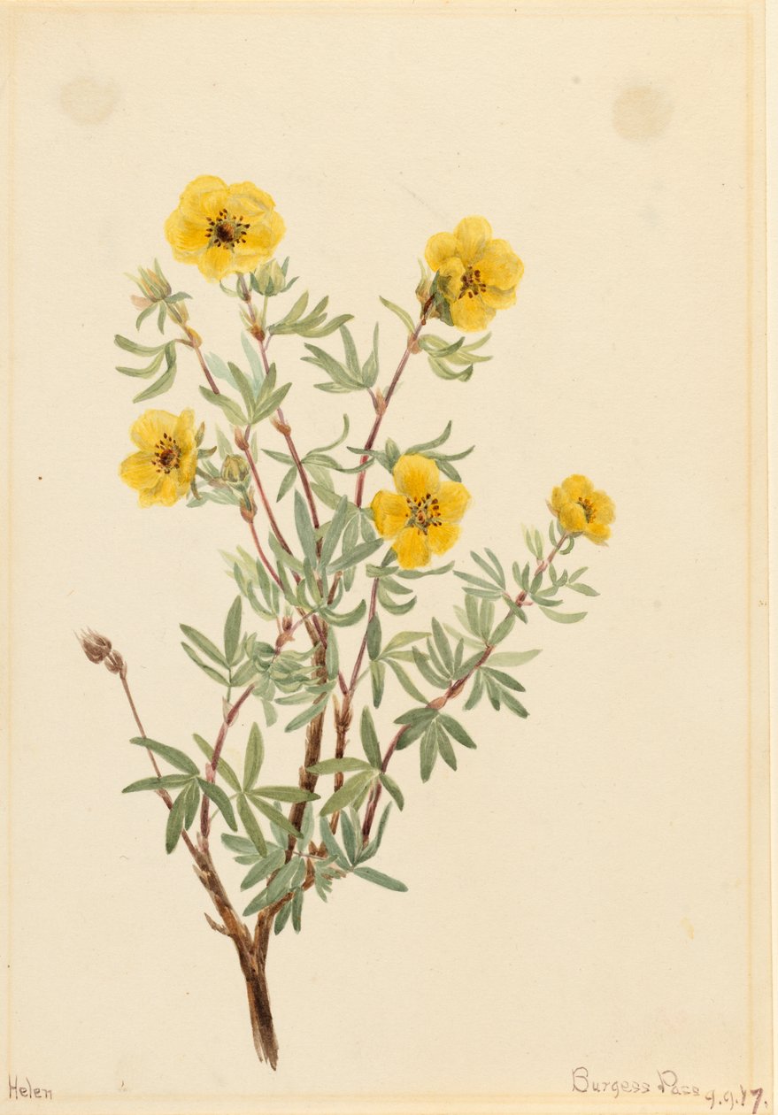 Bush Cinquefoil Potentilla fruticosa, 1917. de Mary Vaux Walcott