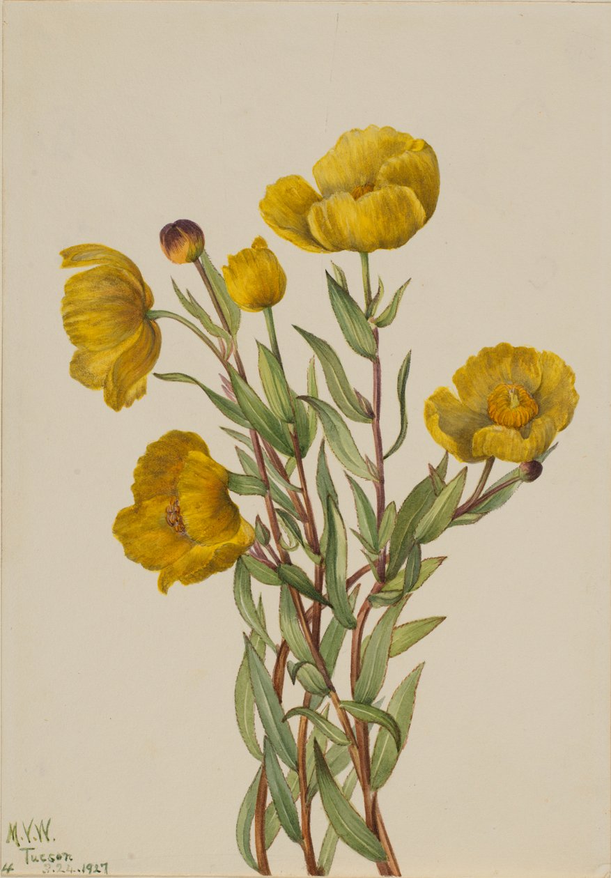 Dendromecon rigidum (Dendromecon rigidum) de Mary Vaux Walcott