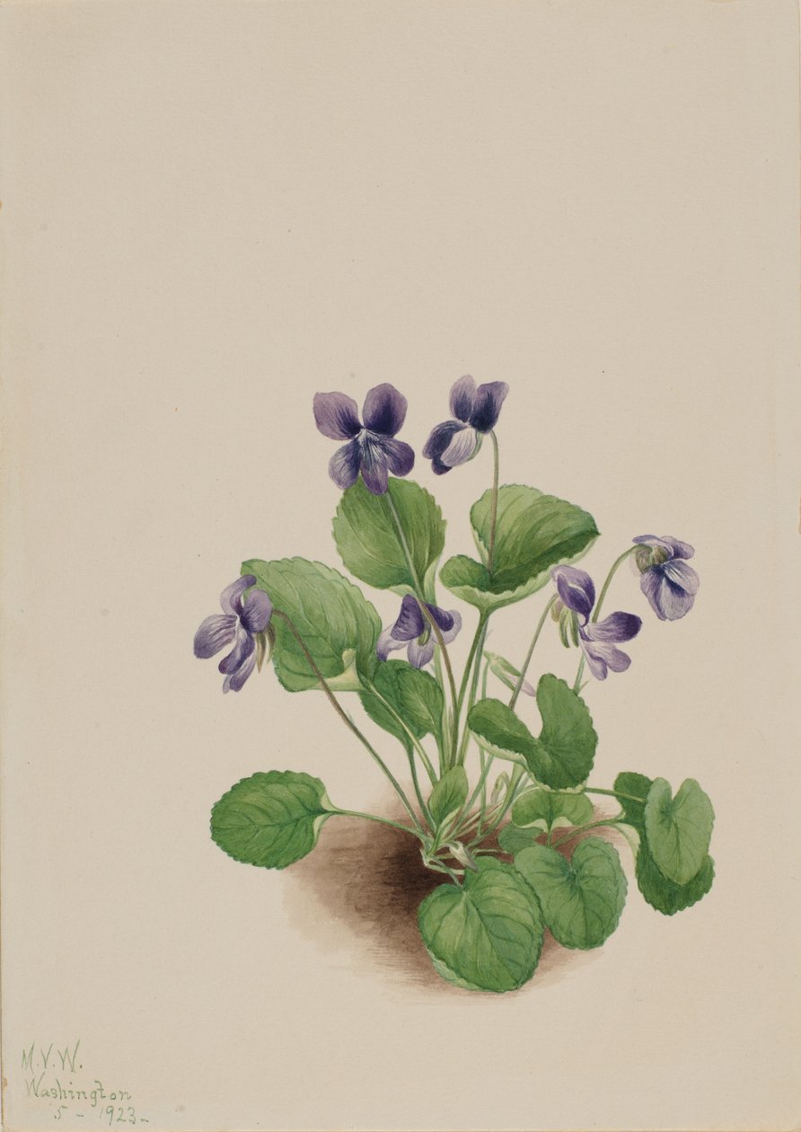 Butterfly Violet Viola papilionacea, 1923. de Mary Vaux Walcott