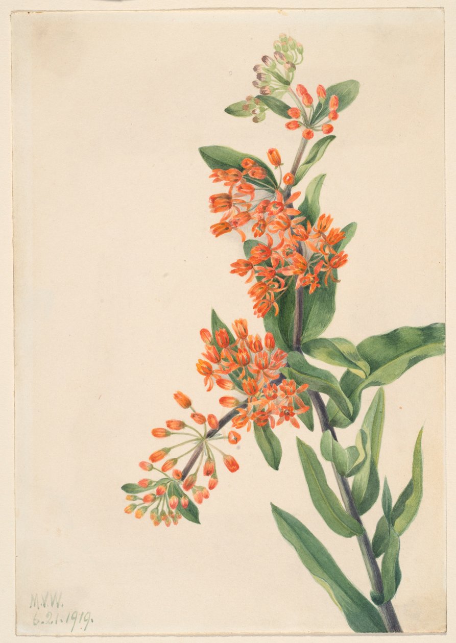Erva-das-borboletas (Ascelpias tuberosa) de Mary Vaux Walcott