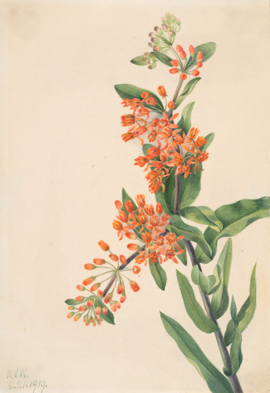 Ascelpias tuberosa de borboleta, 1919. de Mary Vaux Walcott