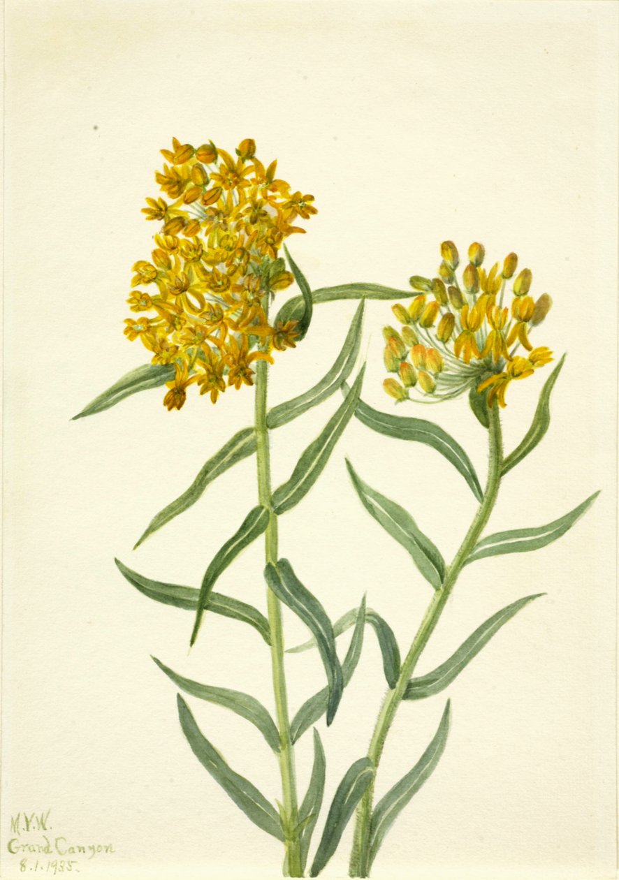 Ascelpias tuberosa de borboleta, 1935. de Mary Vaux Walcott