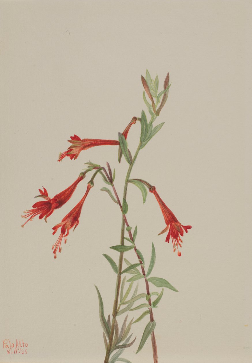 Fuschia da Califórnia (Zauschneria californica) de Mary Vaux Walcott
