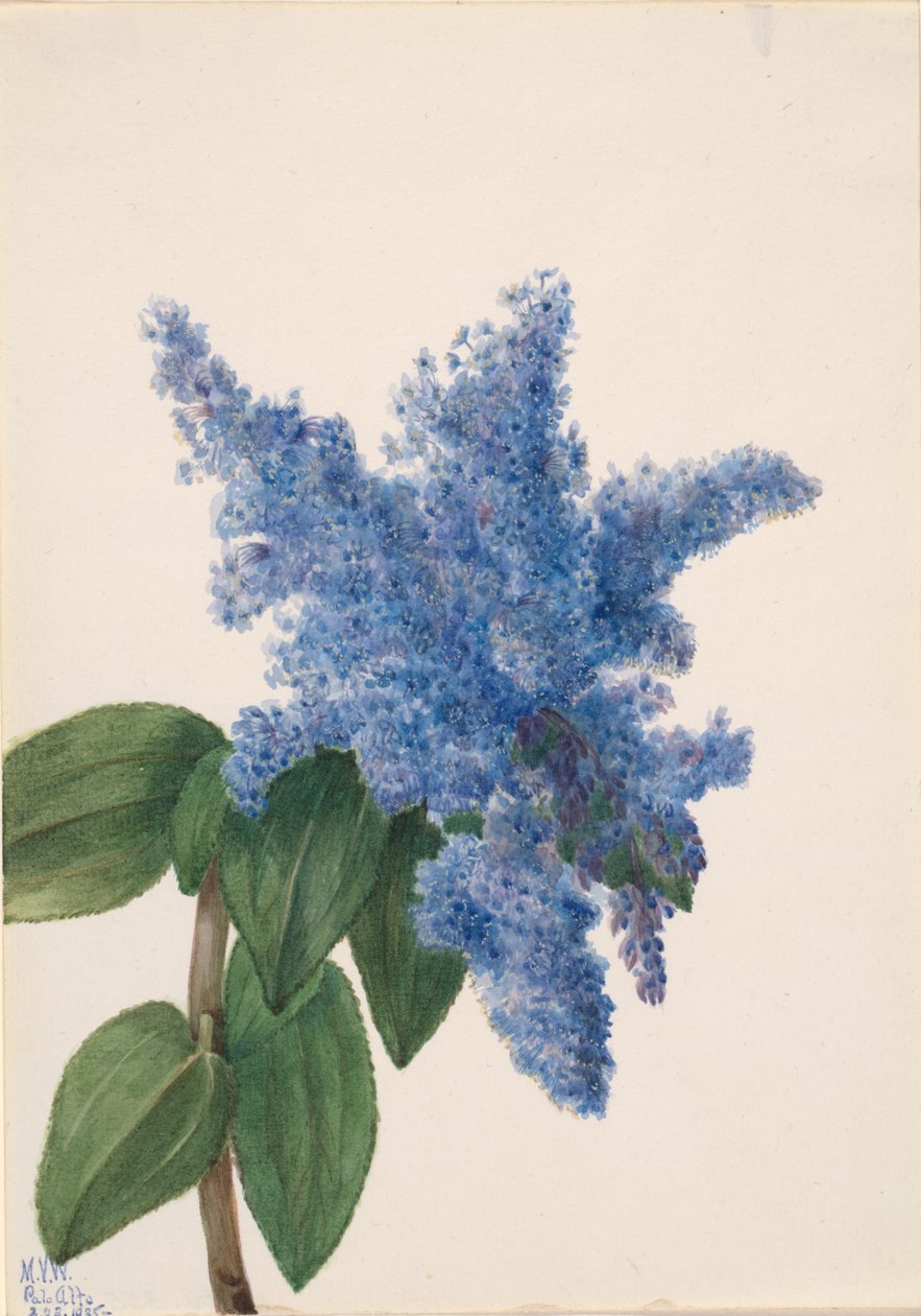 Califórnia Lilás Ceanothus thyrsiflorus, 1935 de Mary Vaux Walcott