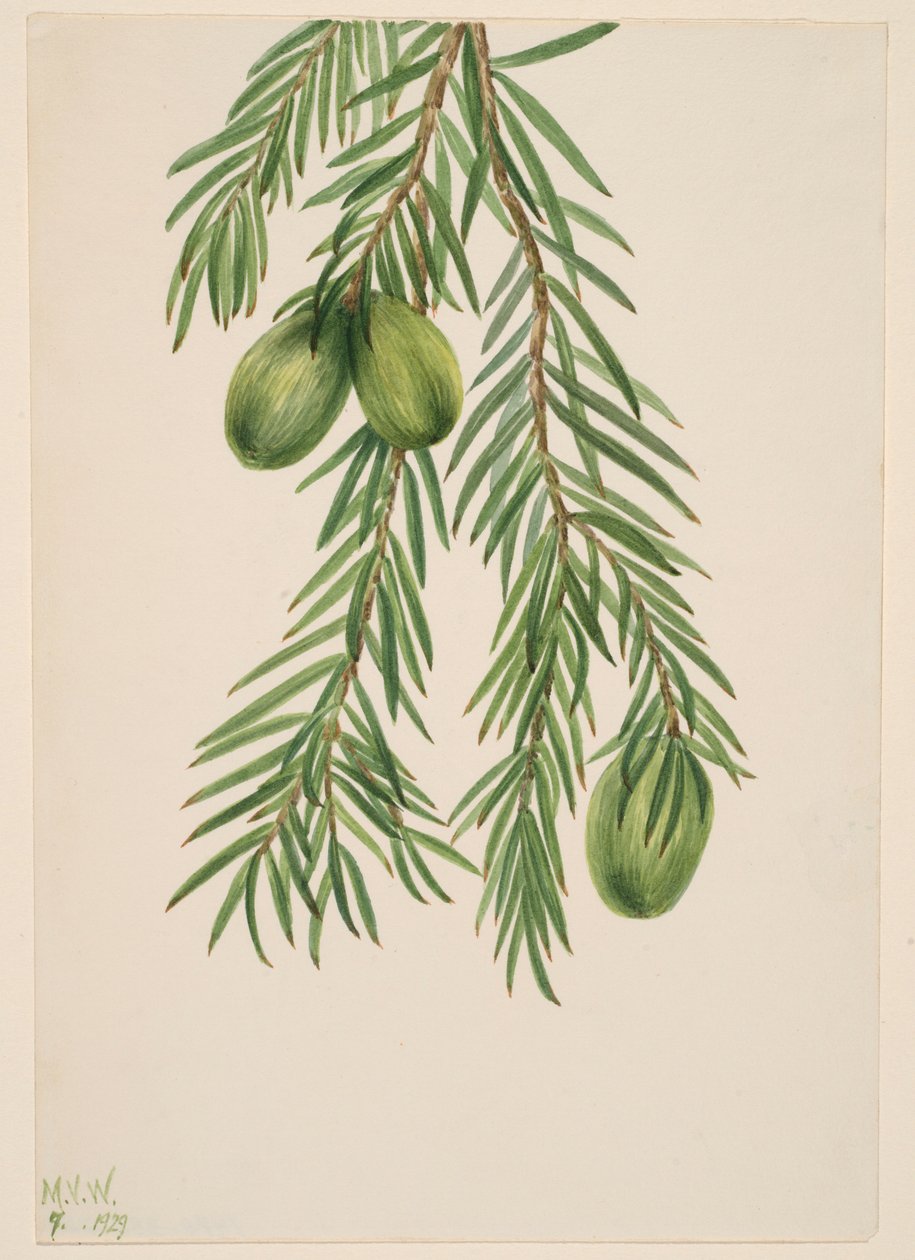Noz-moscada da Califórnia (Tumion californicum) de Mary Vaux Walcott