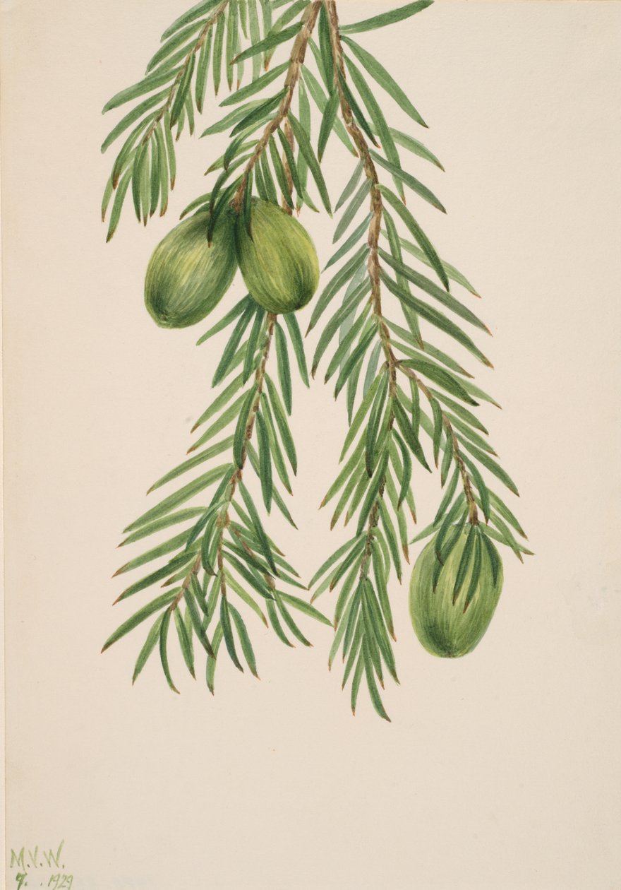 California Nutmeg Tumion californicum, 1929. de Mary Vaux Walcott