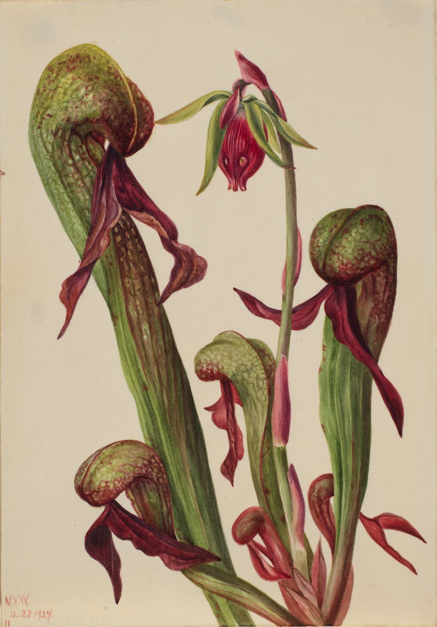 Califórnia Pitcherplant Chrysamphora californica, 1924. de Mary Vaux Walcott