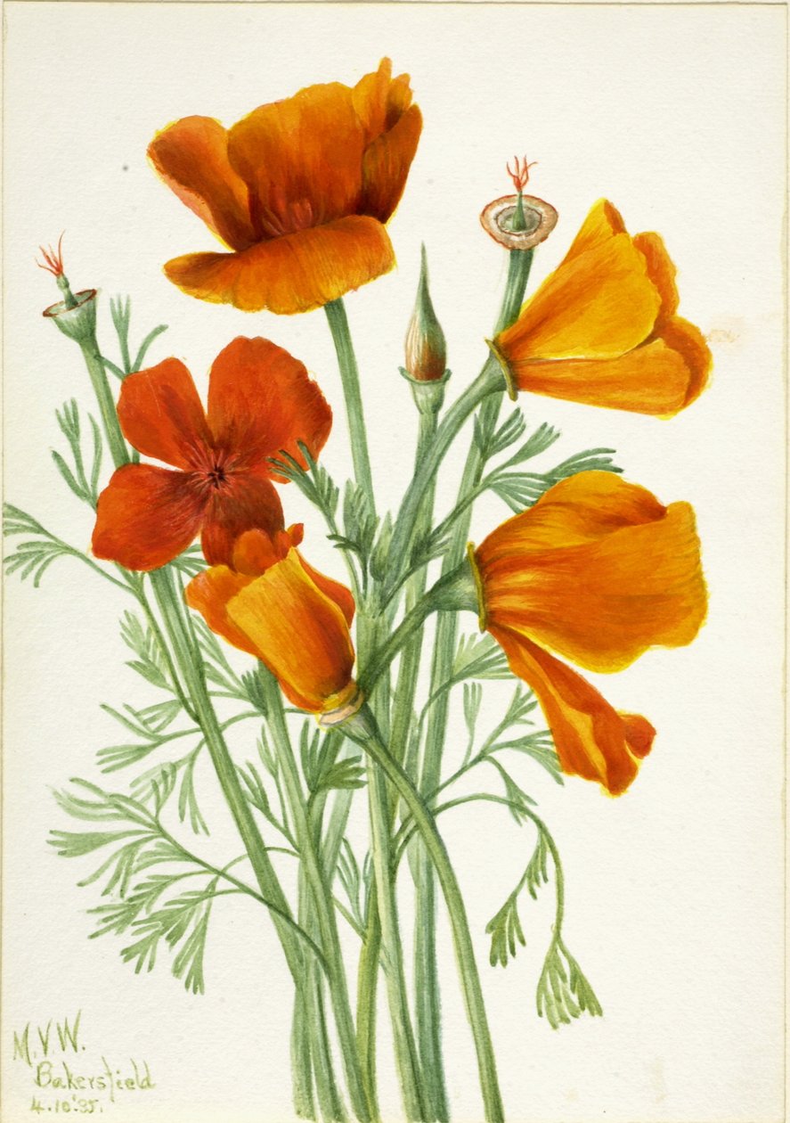 Papoila da Califórnia (Eschscholtzia californica) de Mary Vaux Walcott