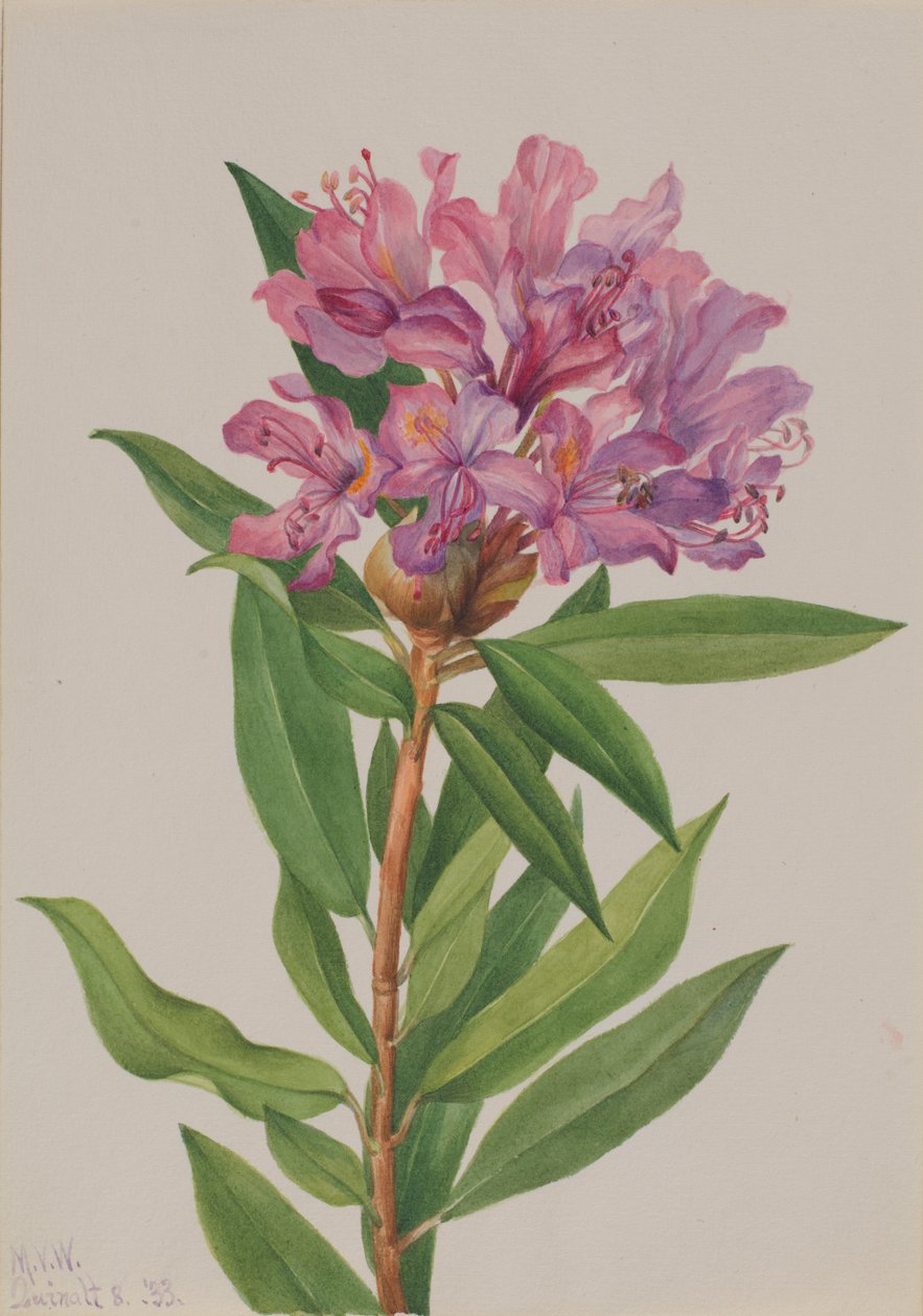 Rosa-Baía da Califórnia (Rhododendron californicum) de Mary Vaux Walcott