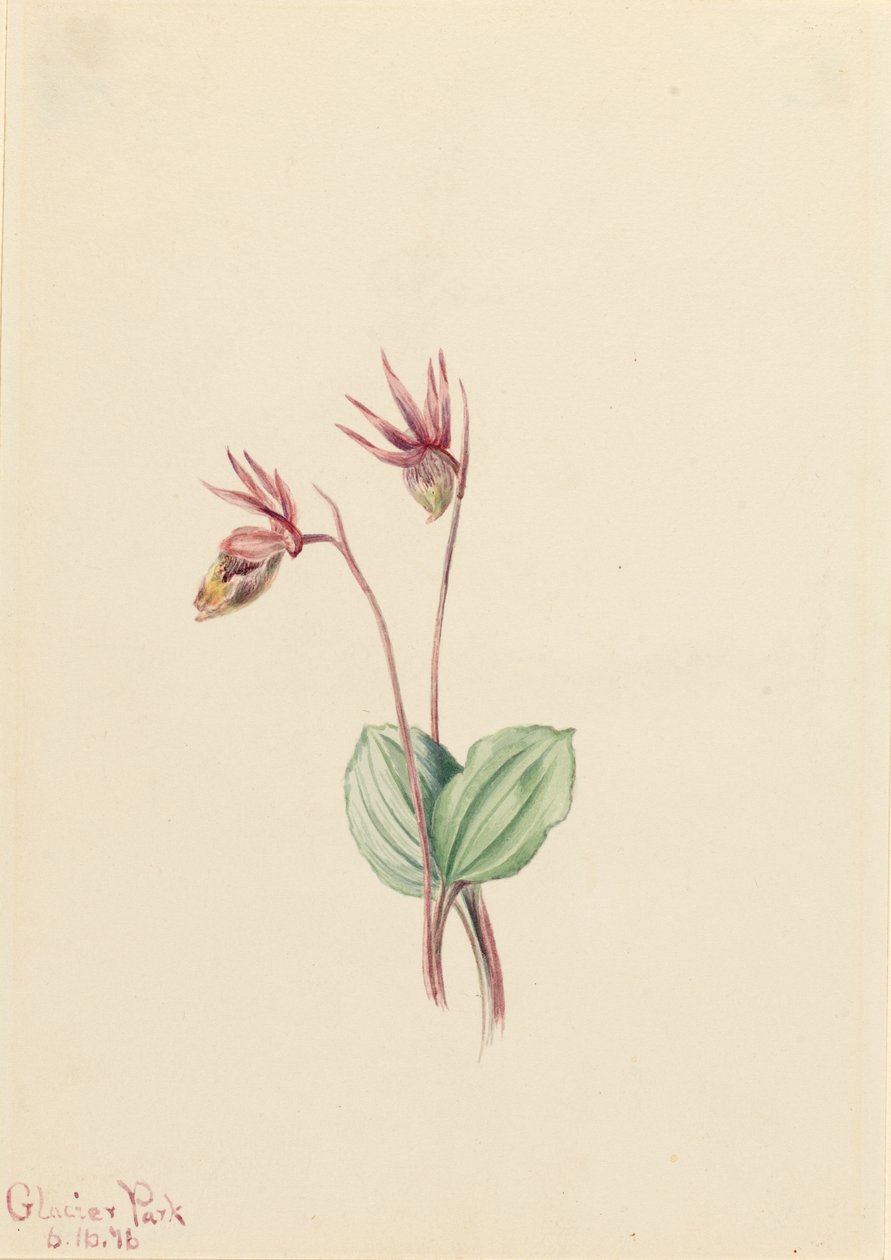 Calipso (Cytherea bulbosa) de Mary Vaux Walcott