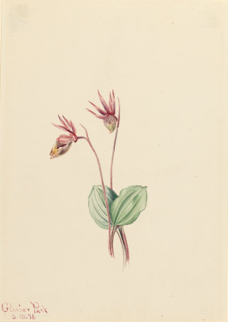 Calypso Cytherea bulbosa, 1916. de Mary Vaux Walcott