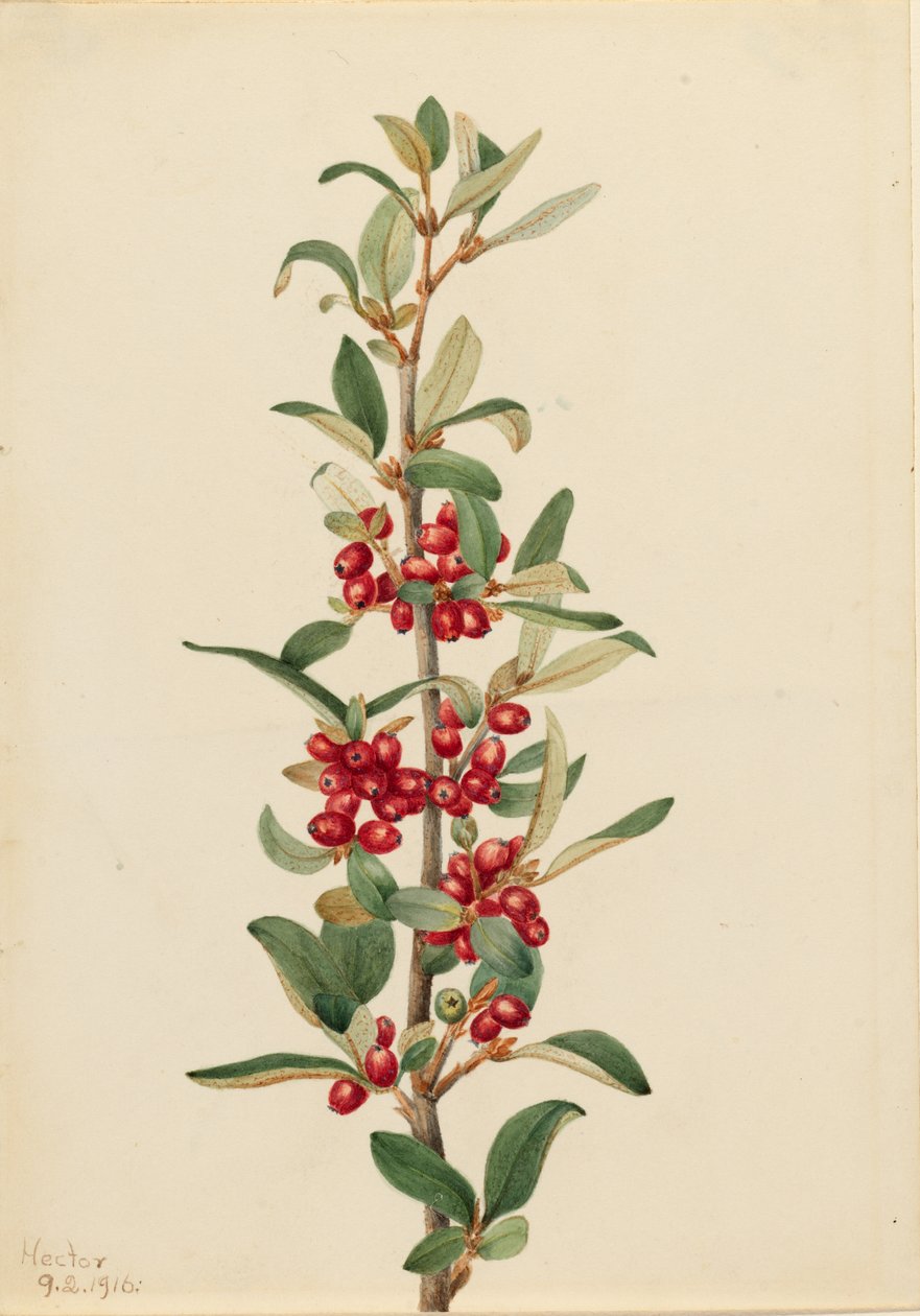 Búfalo do Canadá (Lepargyrea canadensis) de Mary Vaux Walcott