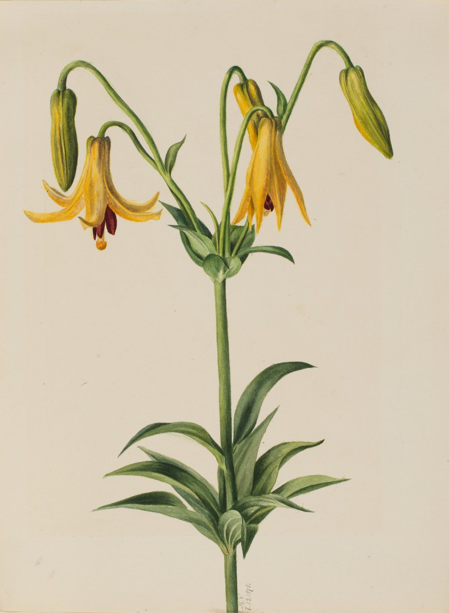 Canadá Lily canadense, 1878 de Mary Vaux Walcott
